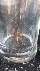 Eratigena