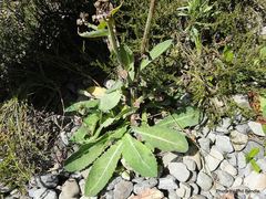 Sonchus kirkii