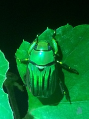 Chrysina gloriosa