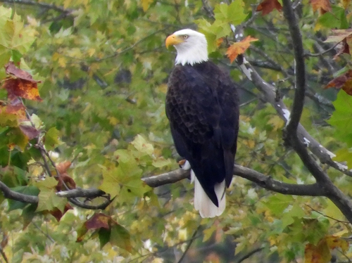 Bald Eagle photographed in Ohio