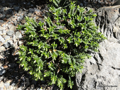 Veronica rigidula rigidula