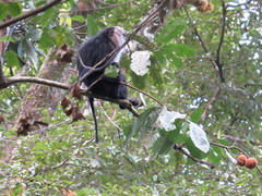 Macaca silenus