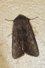 Aporophyla