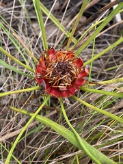 Protea angustata