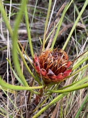 Protea angustata