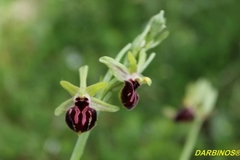 Ophrys sphegodes epirotica