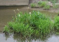 Sagittaria
