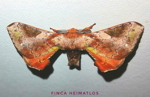 Epia vulnerata
