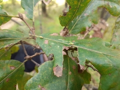 Pseudoneuroterus saliens