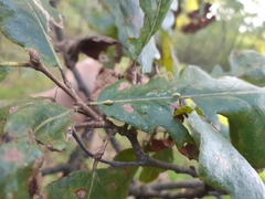 Pseudoneuroterus saliens