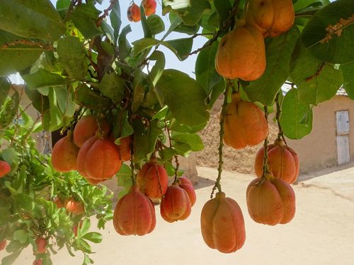 Ackee