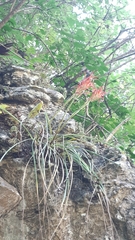 Pitcairnia monticola