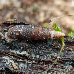 Clausilia
