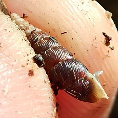 Clausilia