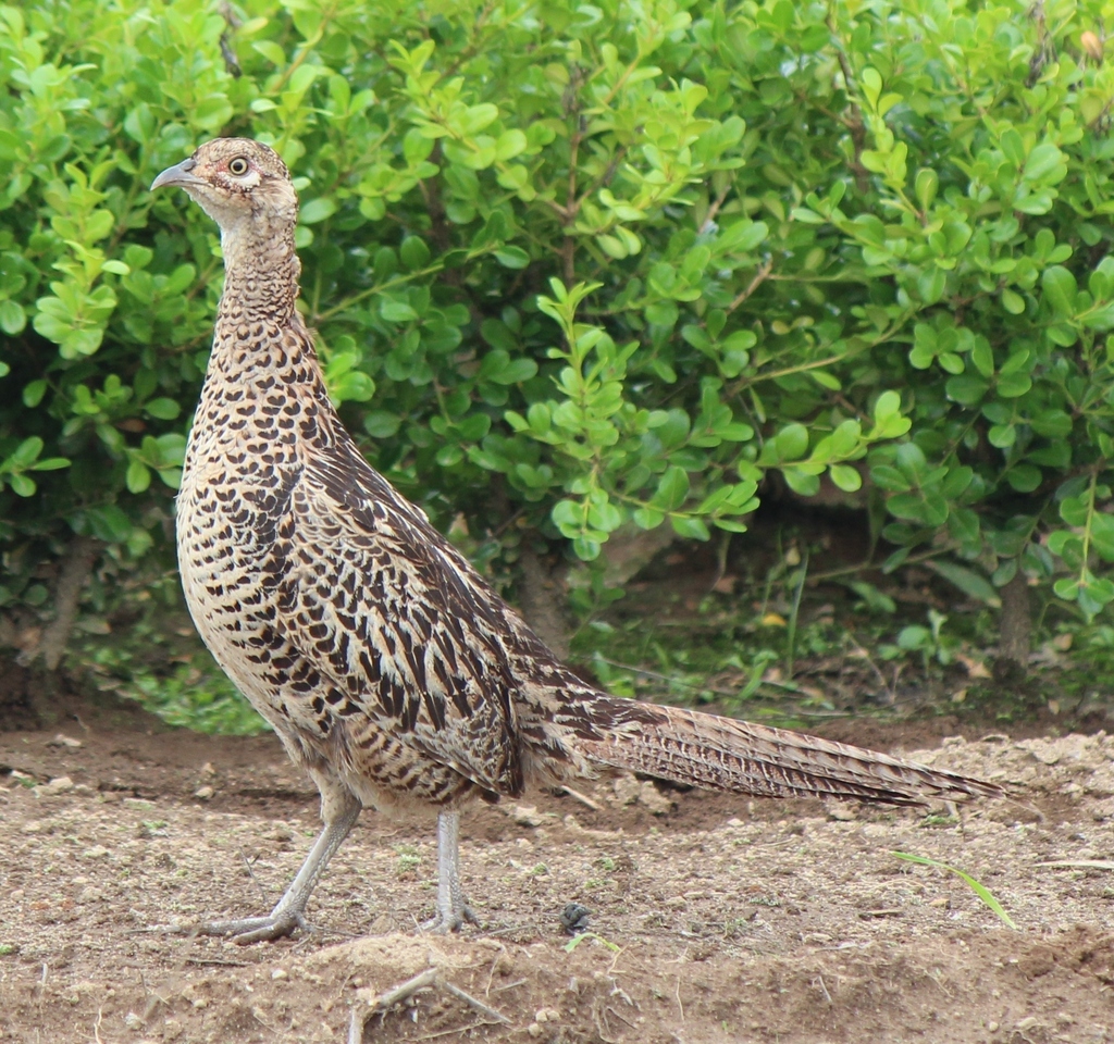 Bird Ring-necked Pheasant Old English Pheasant fowl Hunting, Bird, animals,  galliformes png | PNGEgg