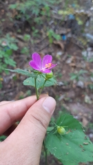Hibiscus phoeniceus