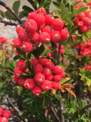 Sorbus occidentalis, photograph 4