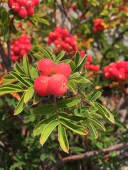 Sorbus sitchensis grayi