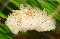 Acanthodoris rhodoceras image