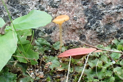 Loreleia marchantiae