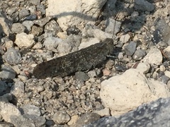 Circotettix undulatus