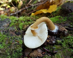 Cystoderma granosum