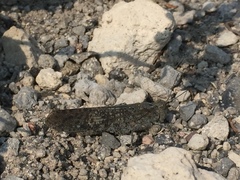 Circotettix undulatus