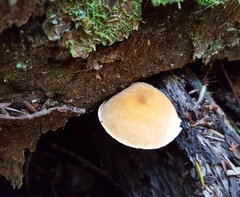 Cystoderma granosum