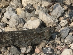 Circotettix undulatus