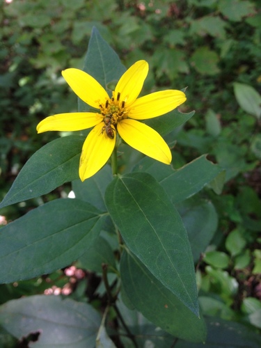 whiteleaf sunflower (Helianthus glaucophyllus)