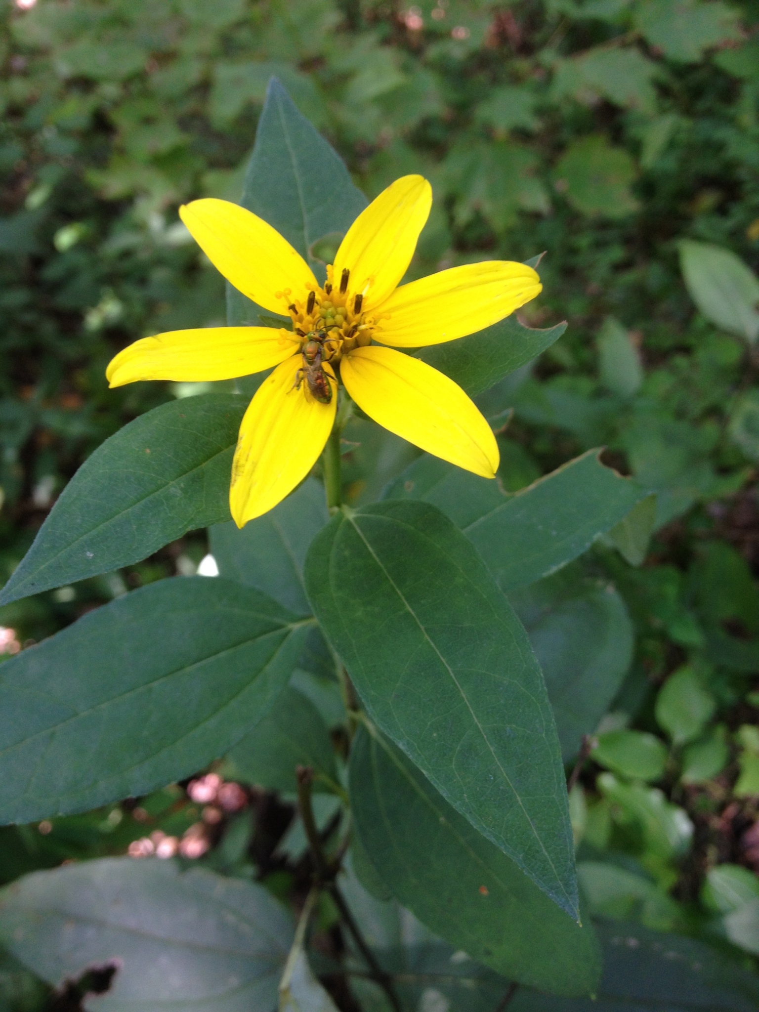 Helianthus glaucophyllus