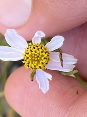 Coreopsis rosea