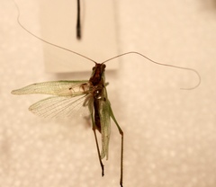 Orchelimum gladiator