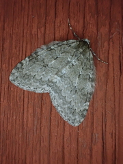 Epirrita dilutata