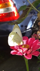 Pieris brassicae azorensis