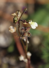 Nemesia pinnata