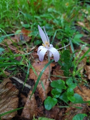 Colchicum neapolitanum