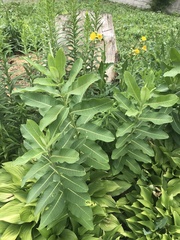 Asclepias syriaca
