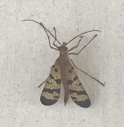 Panorpa acuminata