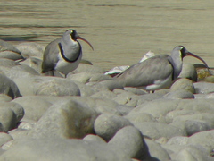 Ibidorhyncha struthersii