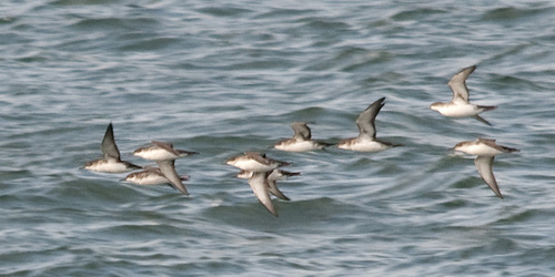 Yelkouan Shearwater, photo 9 of 9