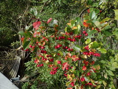 Crataegus persimilis