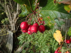 Crataegus persimilis