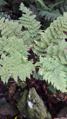 Dryopteris azorica