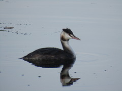 Podiceps cristatus