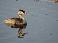 Podiceps cristatus