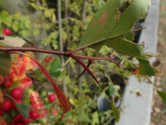 Crataegus persimilis