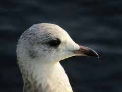 Larus canus