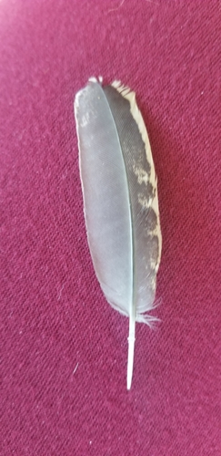 Plume de Colin de Californie