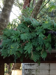 Pleopeltis michauxiana